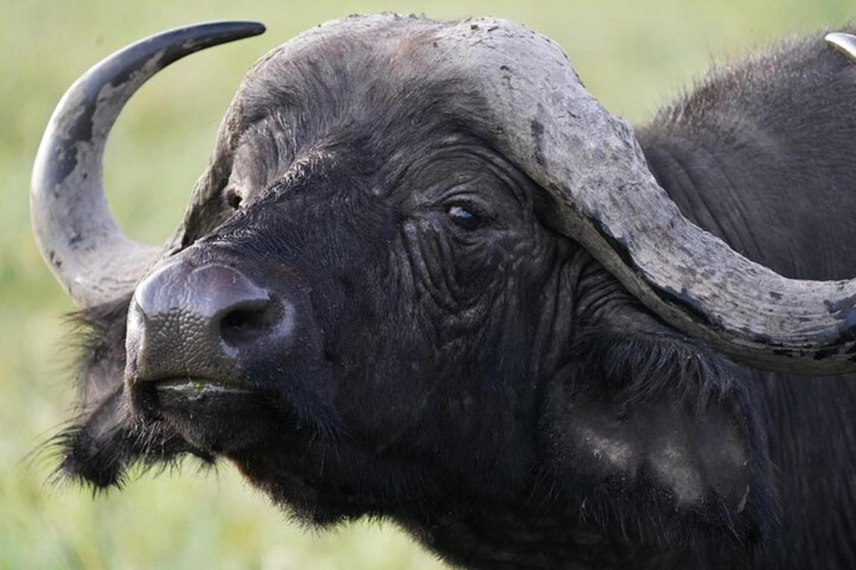 un toro con lunghe corna in piedi in un campo