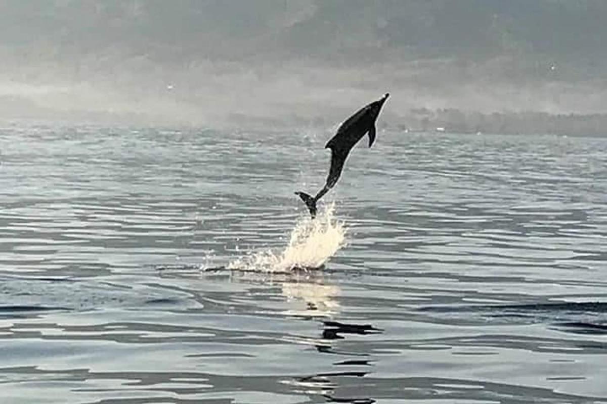 a bird is jumping out of the water