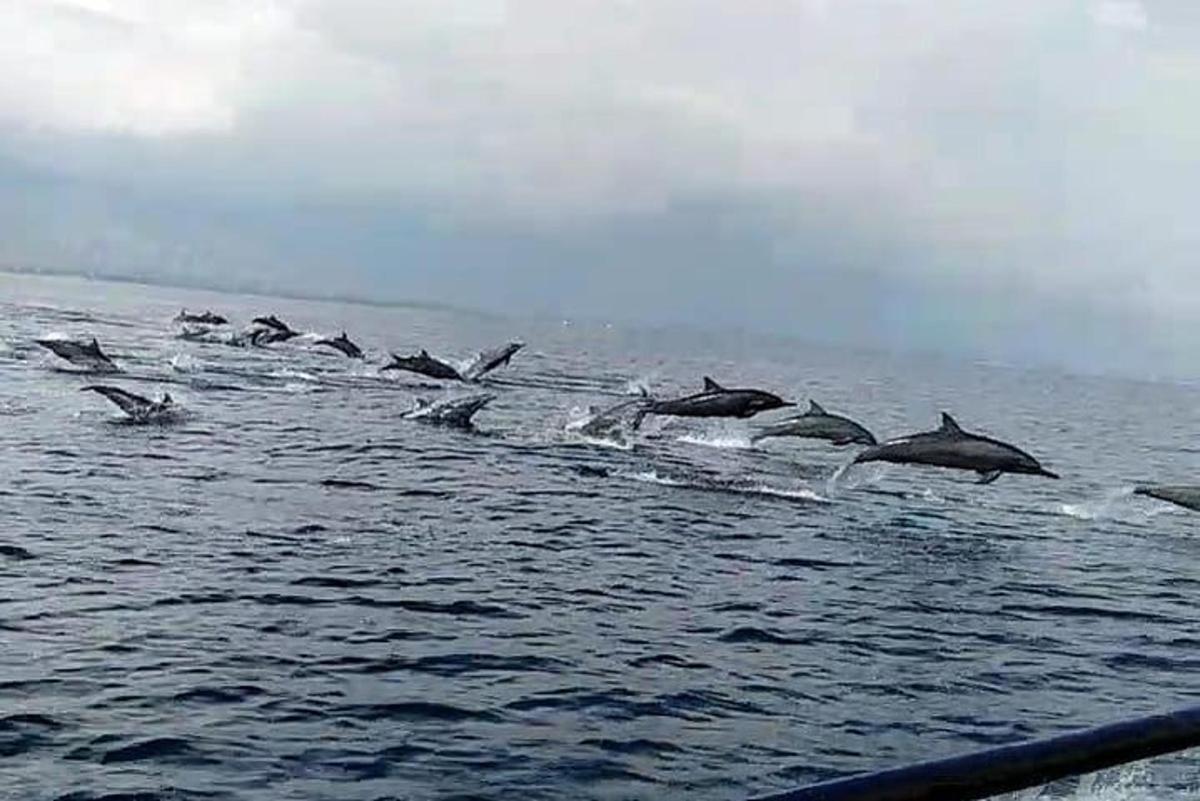 a group of dolphins jumping out of the water