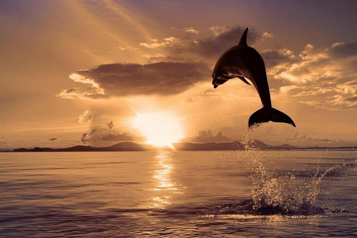 a dolphin jumping out of the water at the sunset
