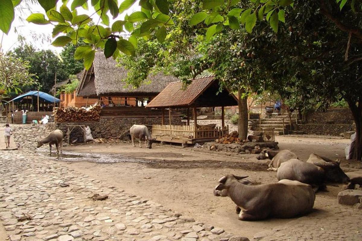 Un grupo de vacas yacían en el suelo frente a un edificio.