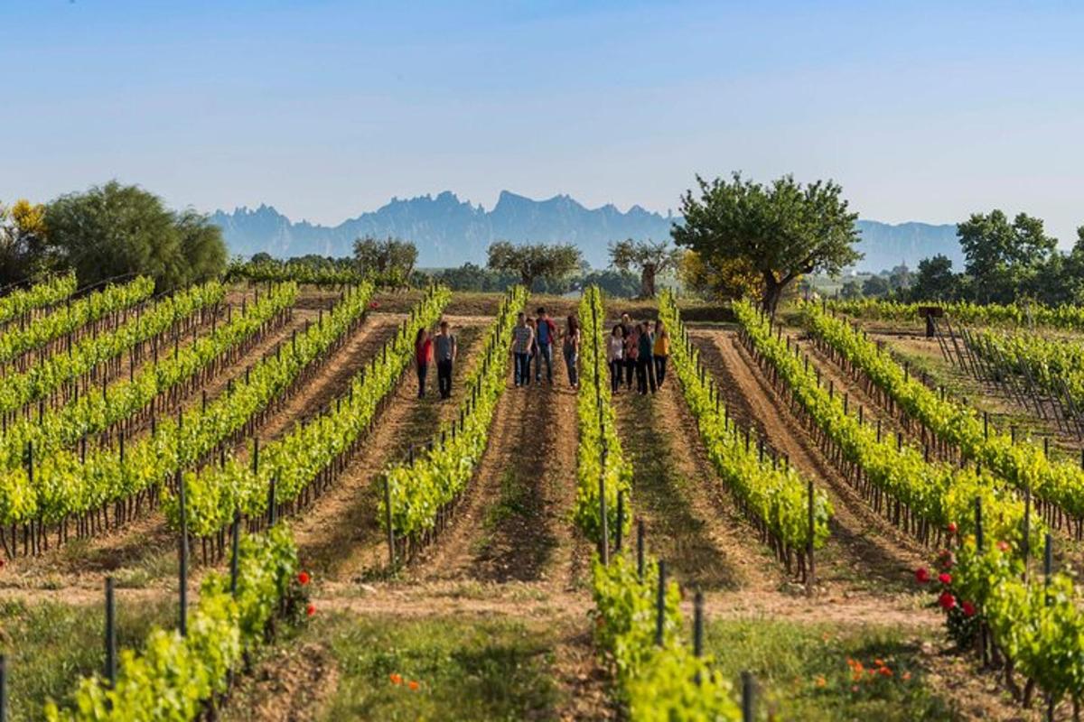 skupina lidí procházejících se vinicí