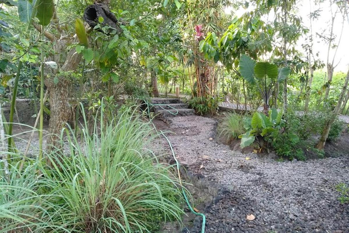 a garden with some plants and a fence
