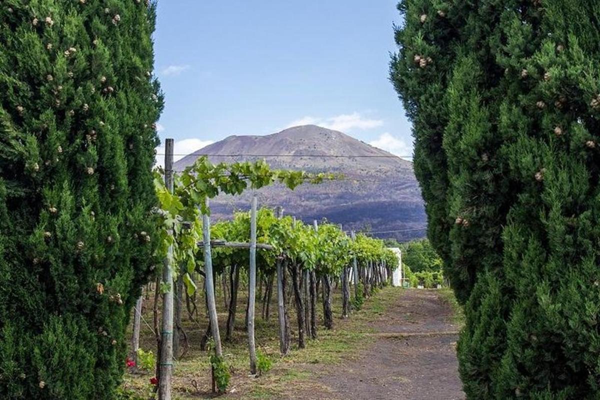 una fila di alberi con una montagna sullo sfondo