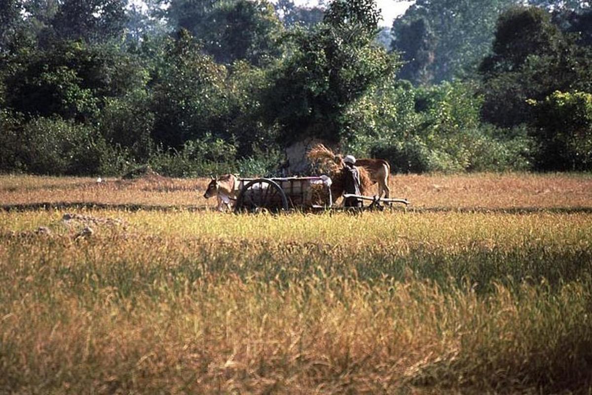 due mucche stanno tirando un aratro in un campo