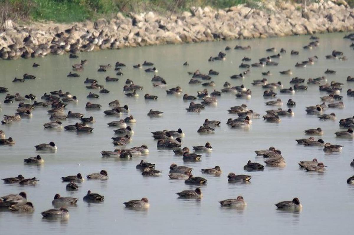 um grande grupo de patos nadando na água