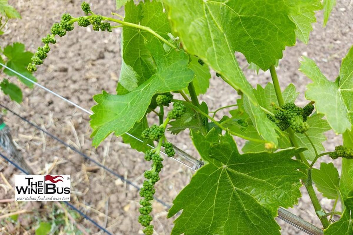 un raïm verd penjat d'una planta