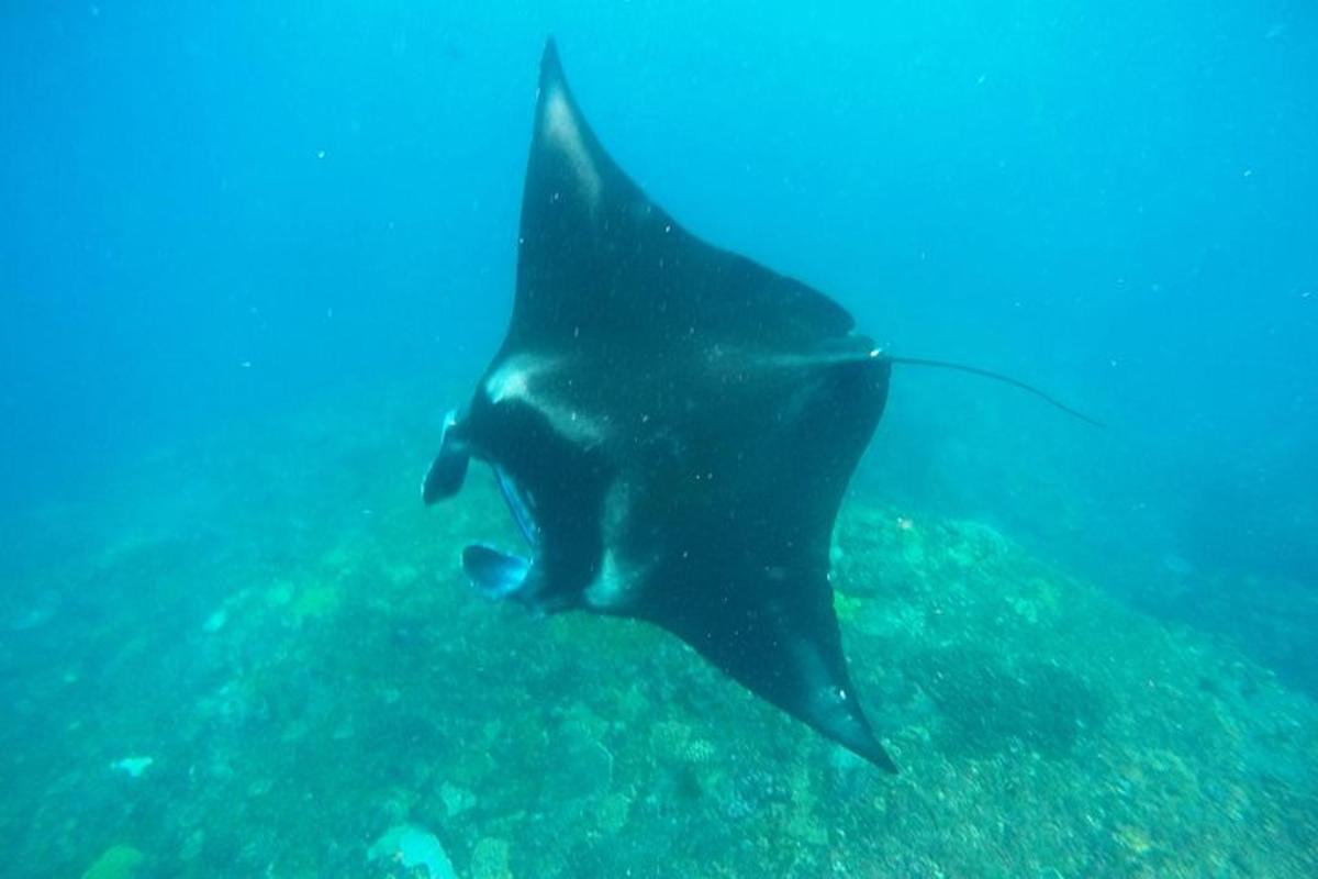 uma arraia nadando na água do oceano