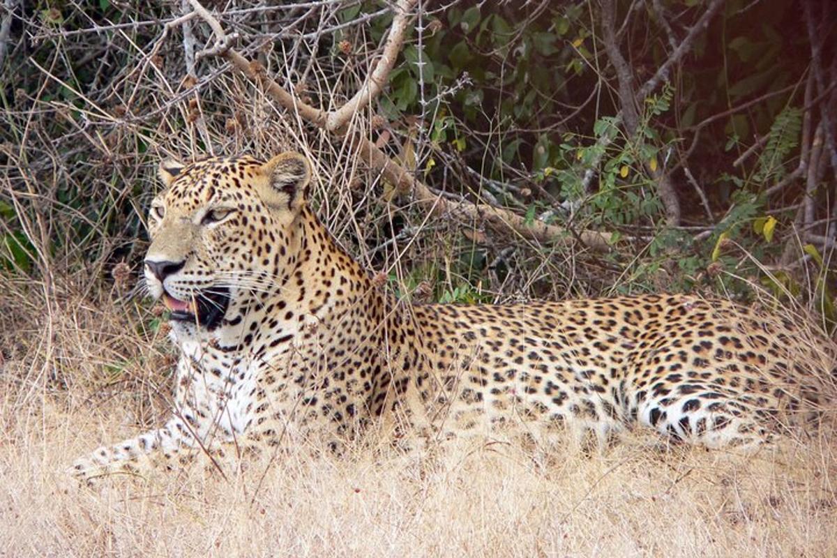 un leopard întins în iarbă cu limba scoasă