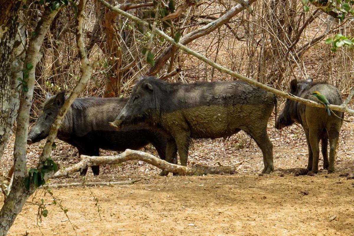 un grup de trei animale care stăteau în pădure