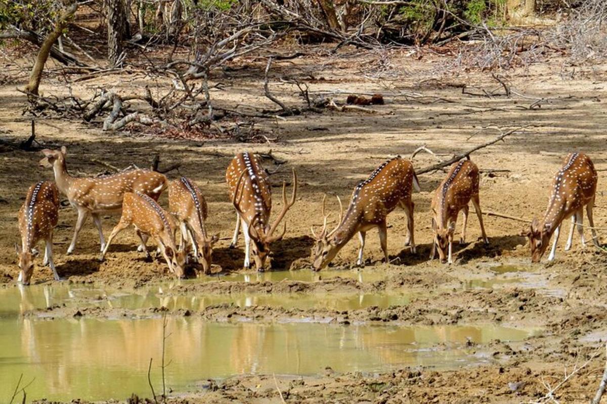 un grup de girafe care beau la o adăpătoare