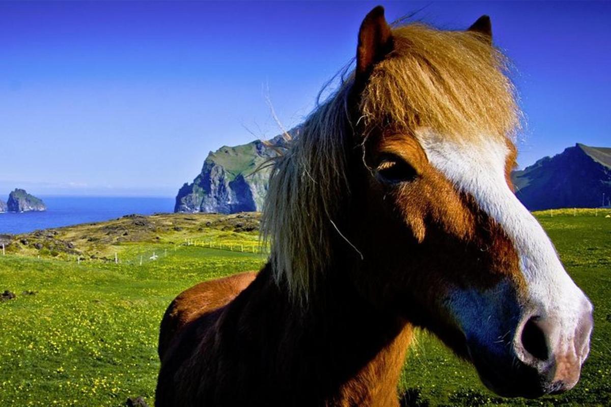a brown and white horse standing in a field