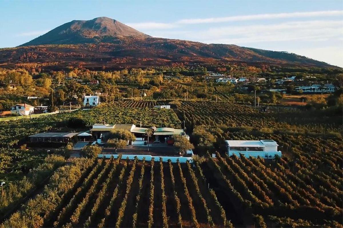 eine Luftaufnahme eines Weinbergs mit einem Berg im Hintergrund