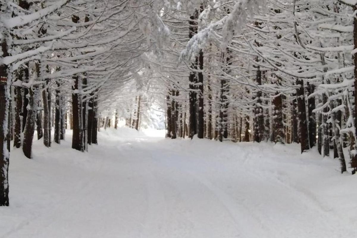 lumega kaetud rada metsas, kus on lumega kaetud puud