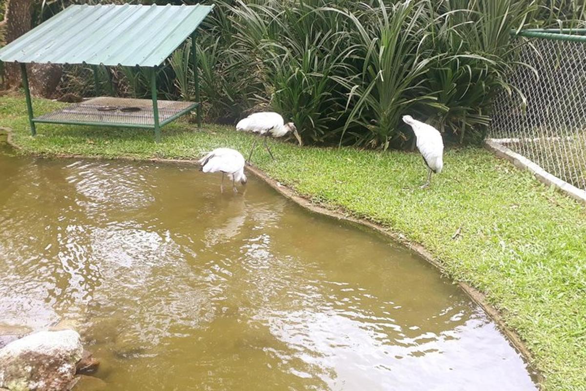 tre uccelli bianchi sono in piedi nell'acqua