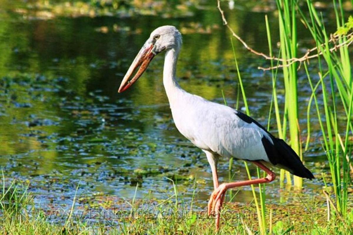 un uccello con un lungo becco in piedi accanto a uno stagno