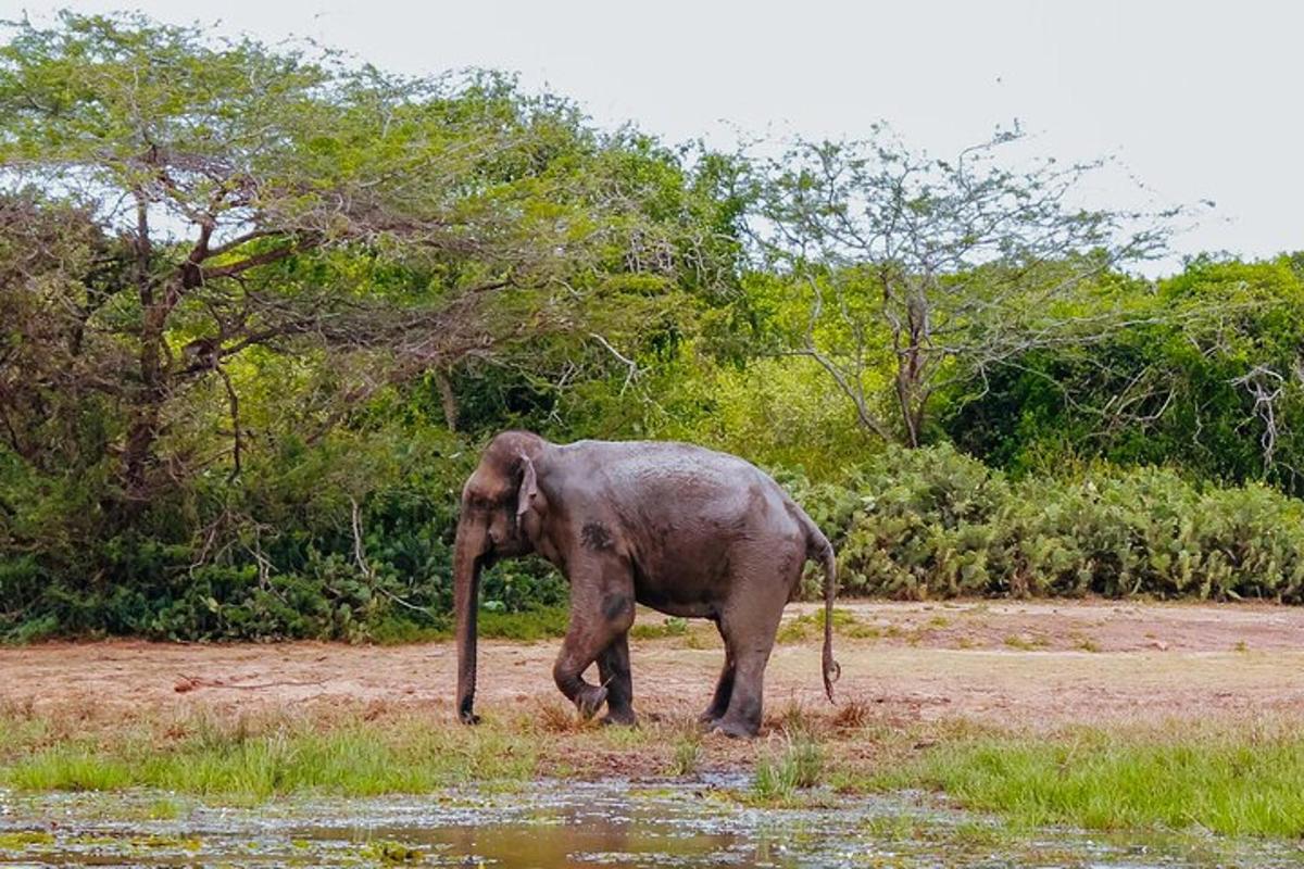 en elefant som står i et felt nær vann