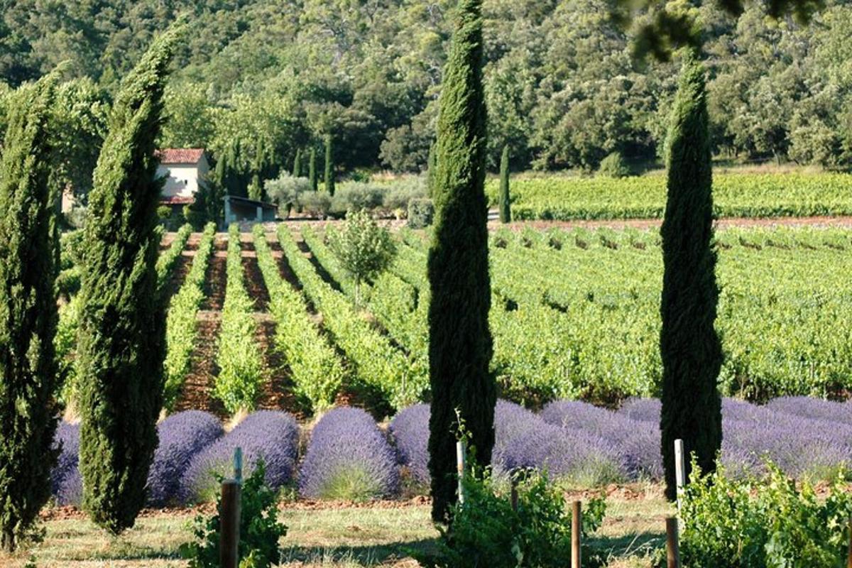 Un montón de árboles en un viñedo con flores moradas.