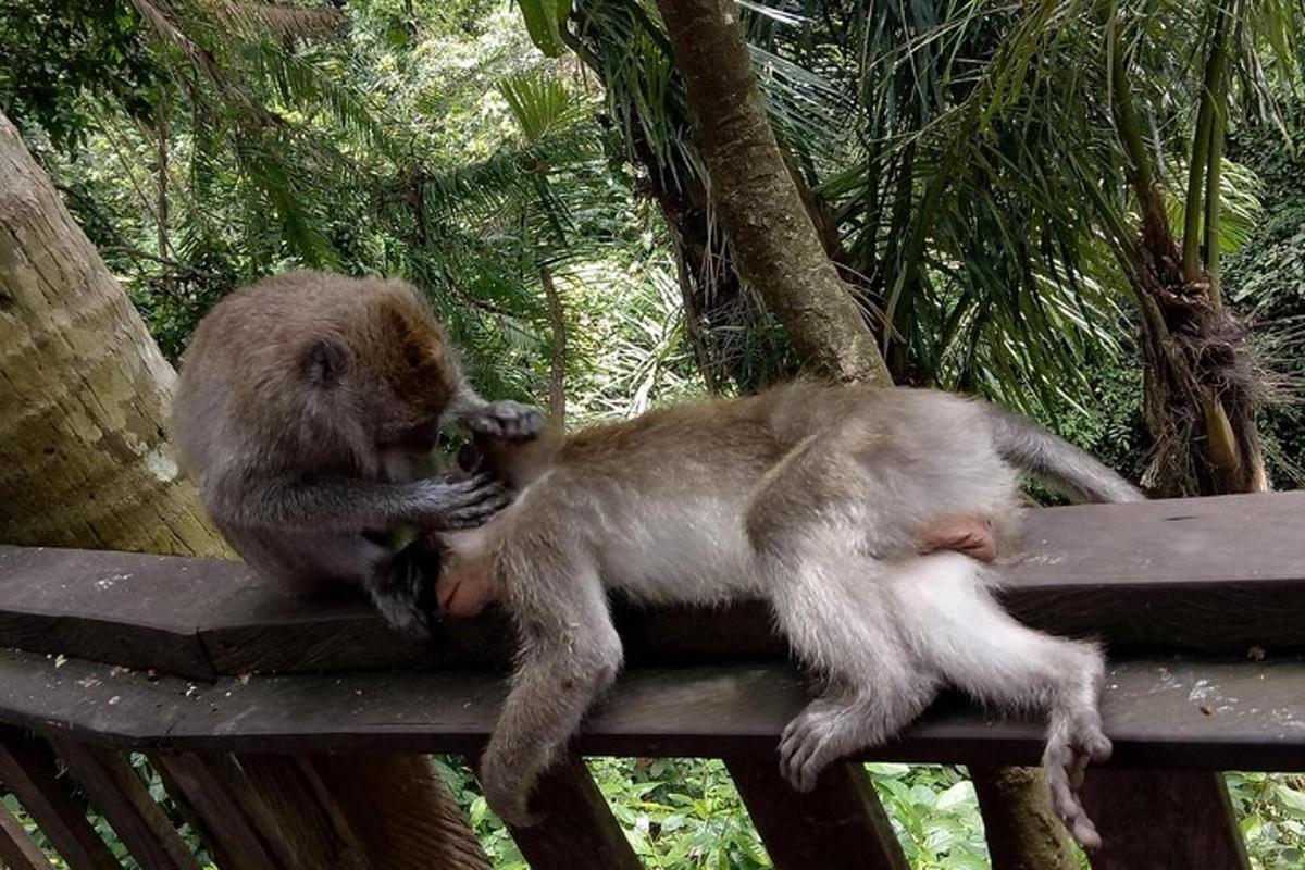 two monkeys sitting on top of a table