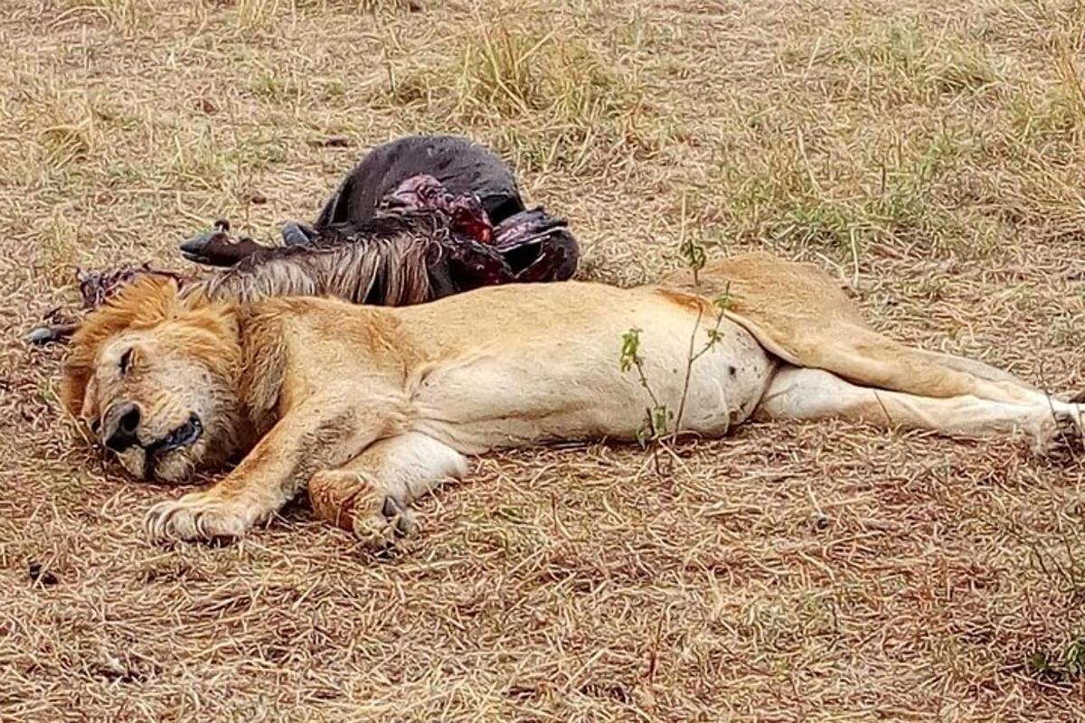Un perro tendido en el césped junto a un león muerto.