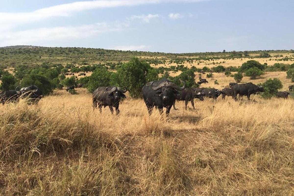 Una manada de búfalos en un campo