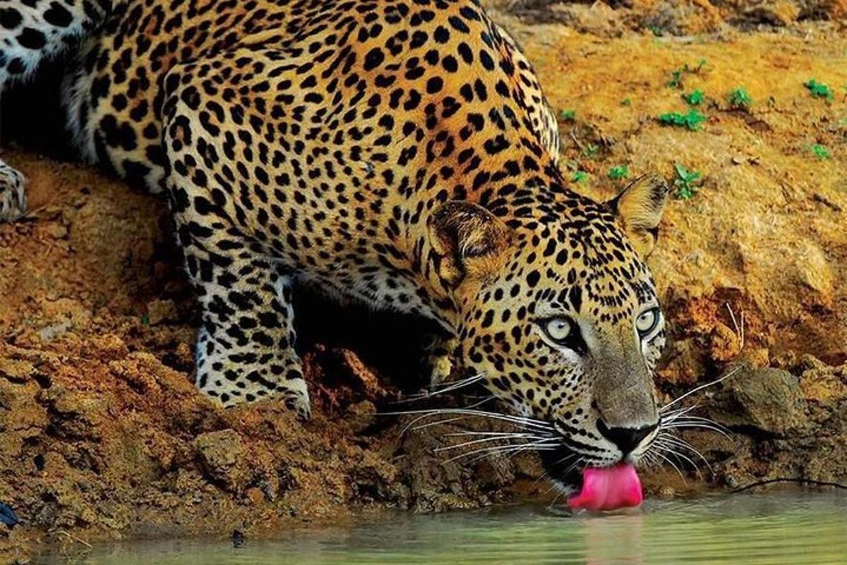 un jaguar bevent aigua d'un bassal
