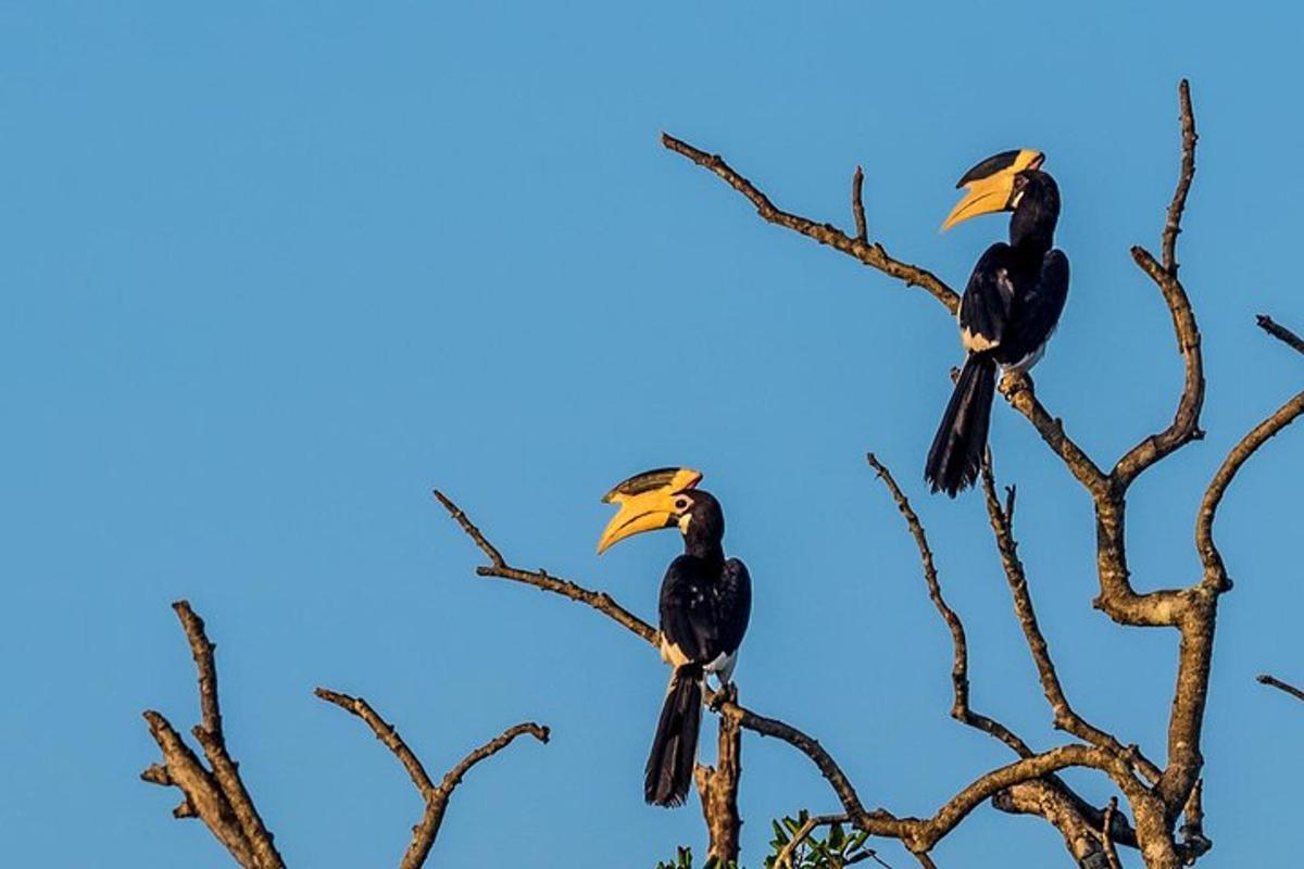 dos ocells posats a la part superior de les branques dels arbres