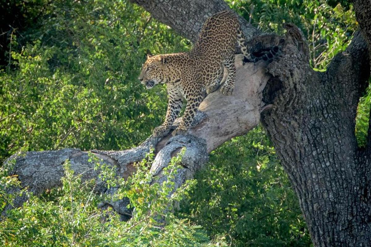 un lleopard assegut a la part superior d'una branca d'arbre