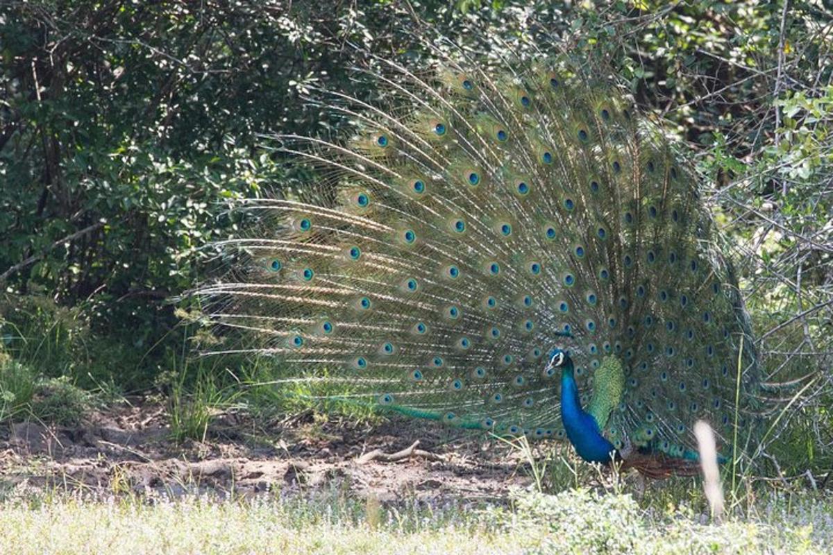 un paó amb les plomes a l'herba