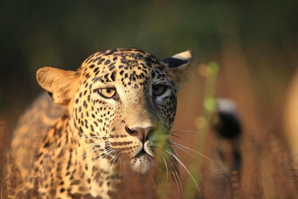 un primer pla d'un guepard en un camp