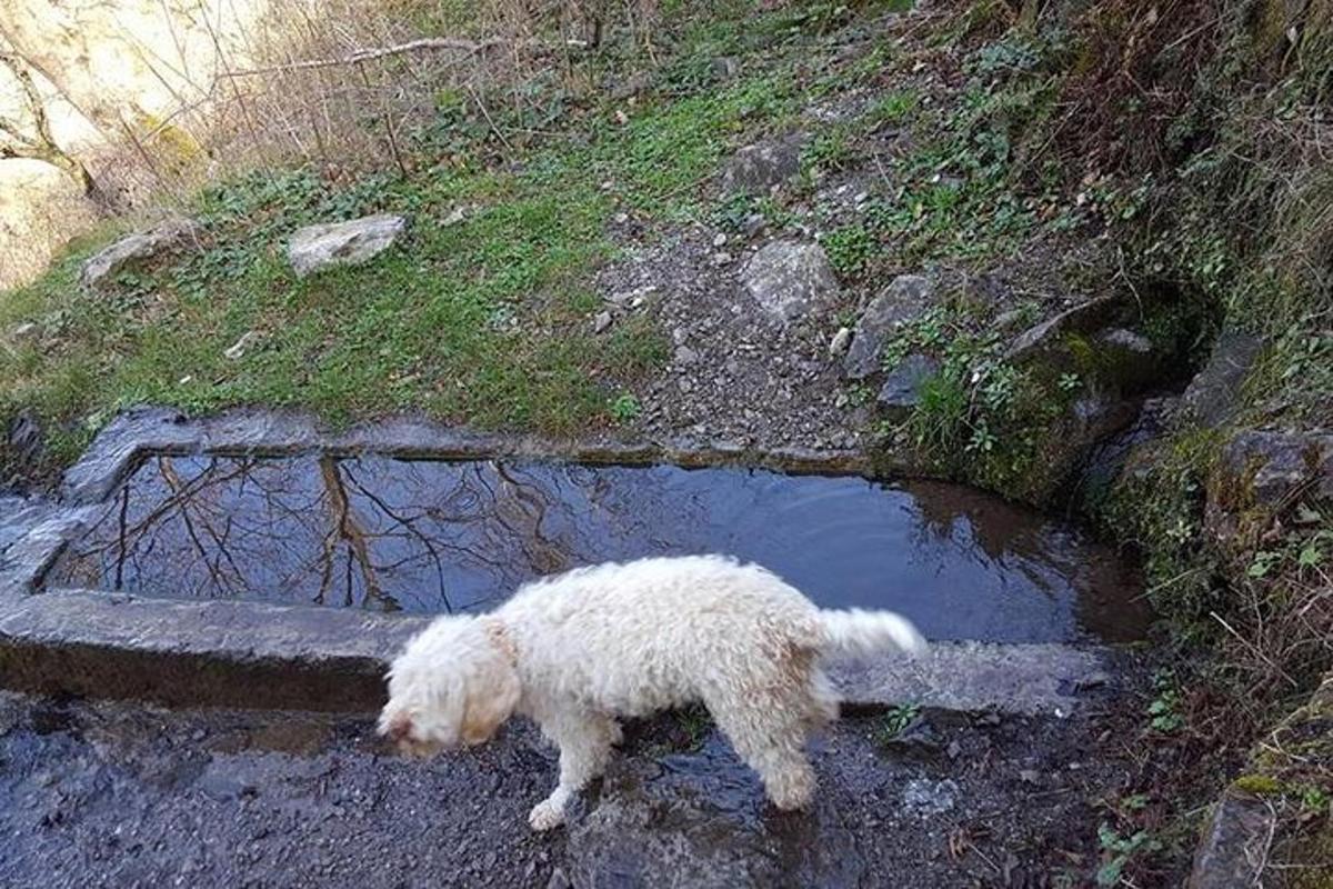 baltas šuo, stovintis vandens baloje