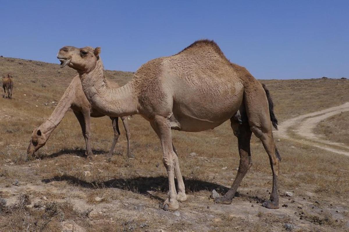 Lankytinos vietos ar pramogos nuotrauka numeris 7