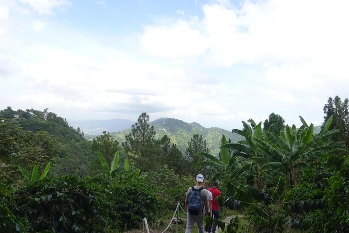 people walking on a trail in the jungle