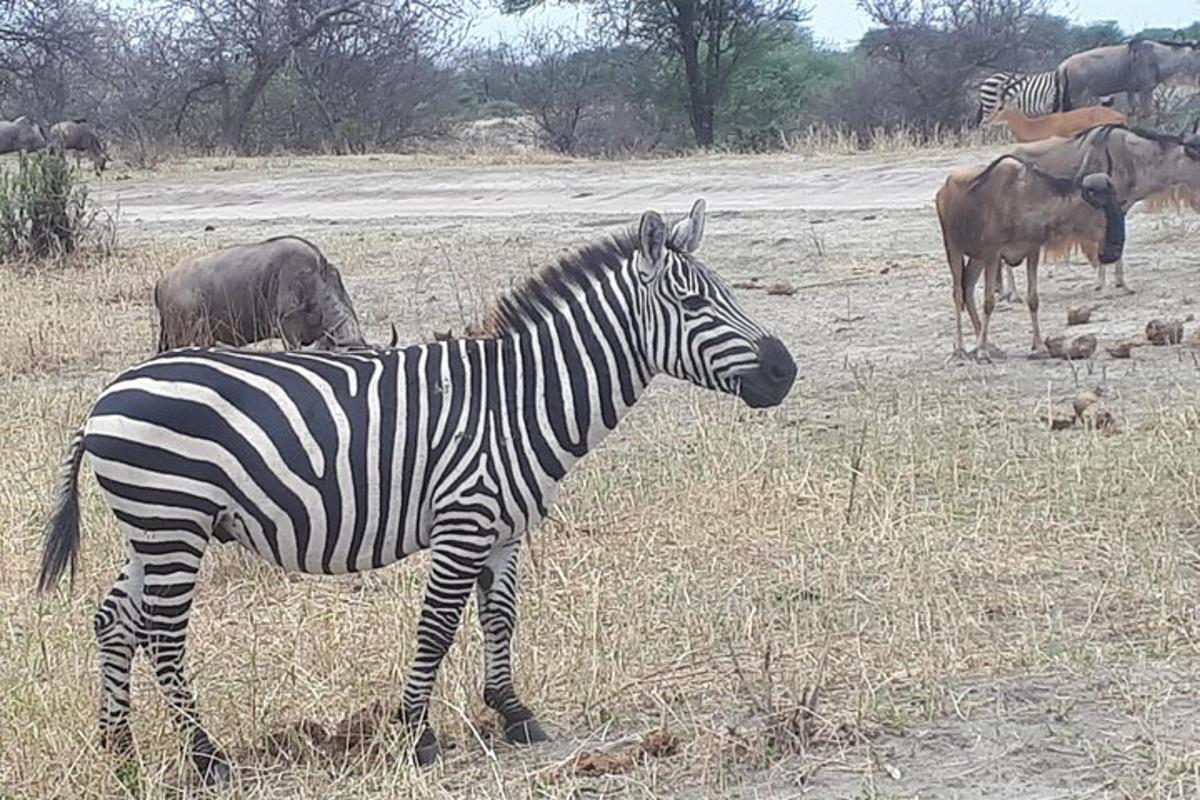 una zebra in piedi in un campo con altri animali