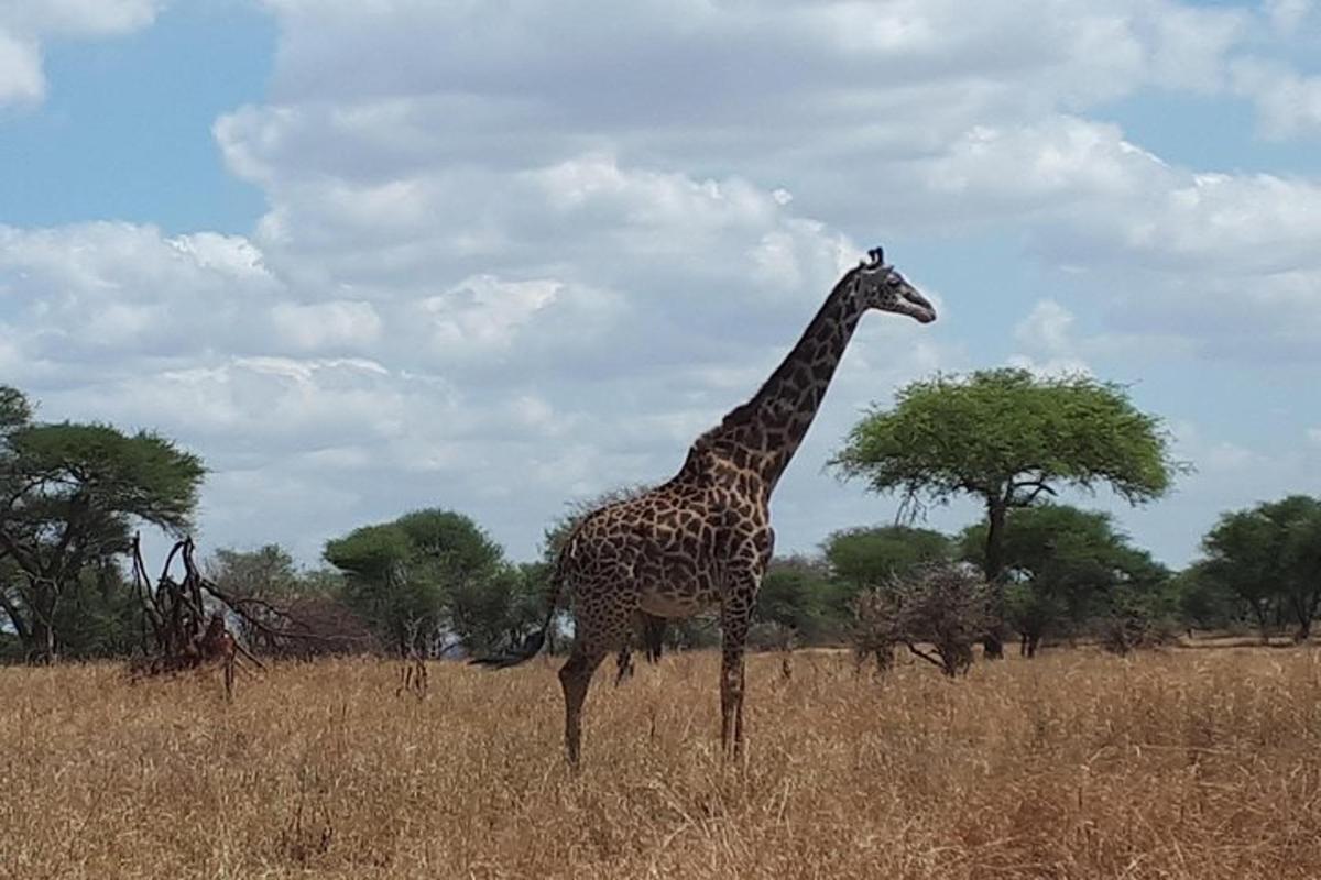 una giraffa in piedi in un campo di erba alta