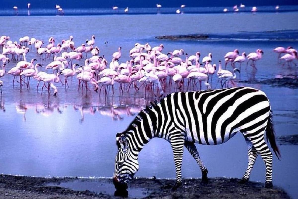 una zebra in piedi nell'acqua con uno stormo di fenicotteri