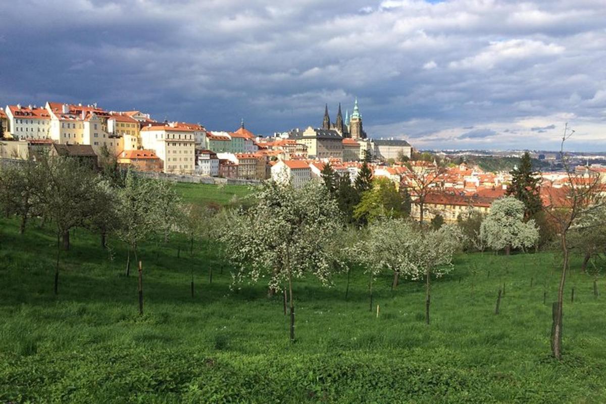 a city with a green field with trees and buildings
