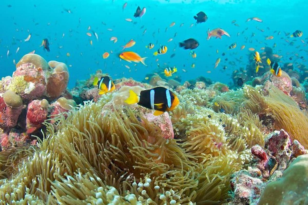 una barriera corallina con pesci nell'oceano