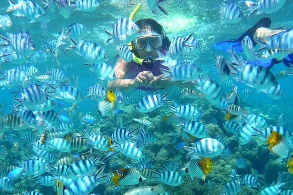 un uomo con boccaglio e un gruppo di pesci nell'acqua