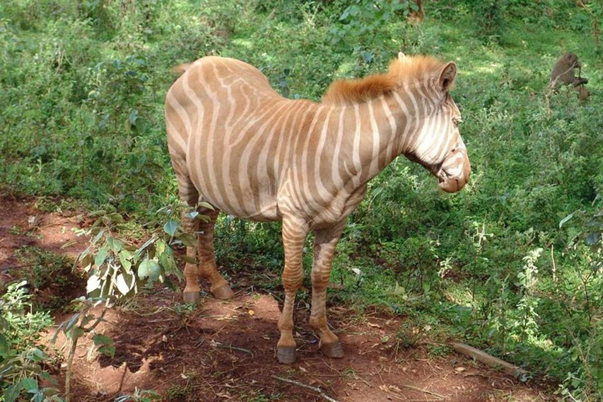 zebra stojící v travnatém poli