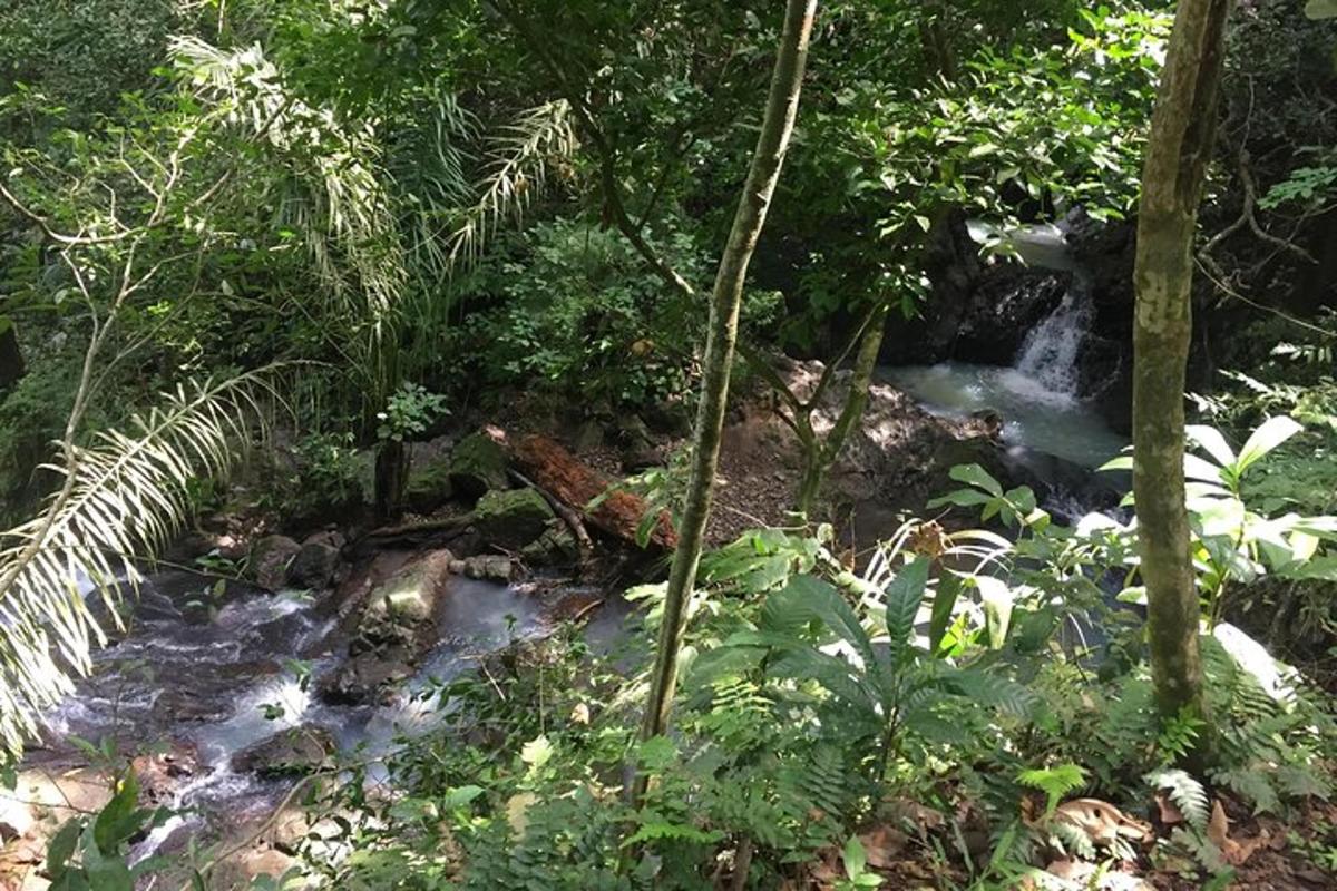a stream in the middle of a forest