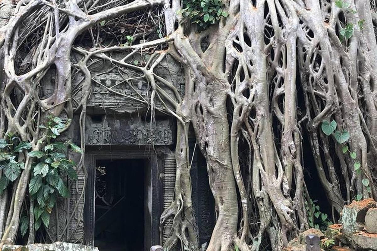 một tòa nhà có rễ cây mọc xung quanh cửa ra vào