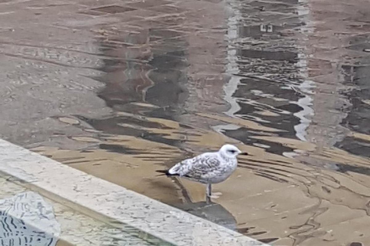 kajakas seisab vees kalda lähedal