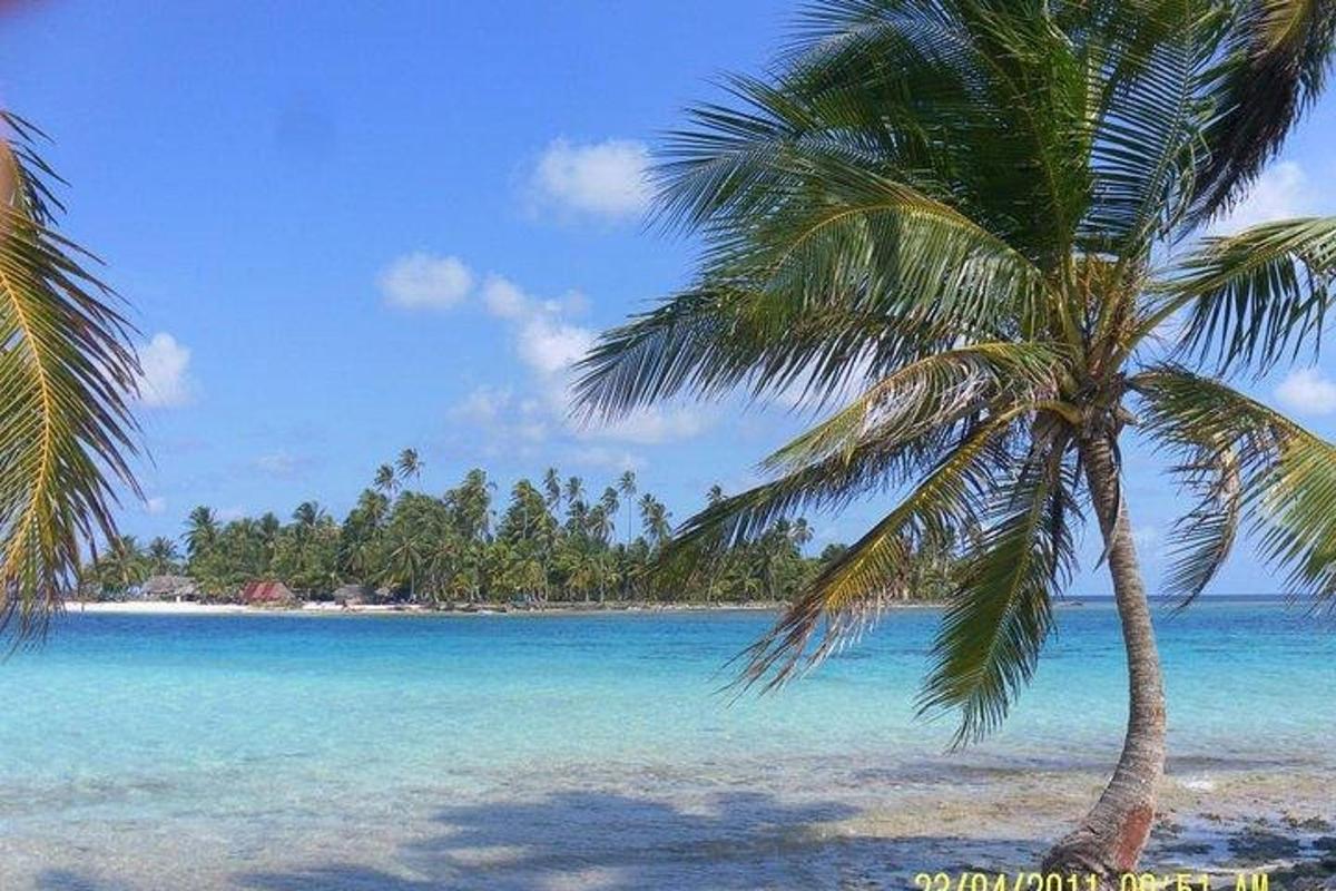 una palma su una spiaggia con acqua blu