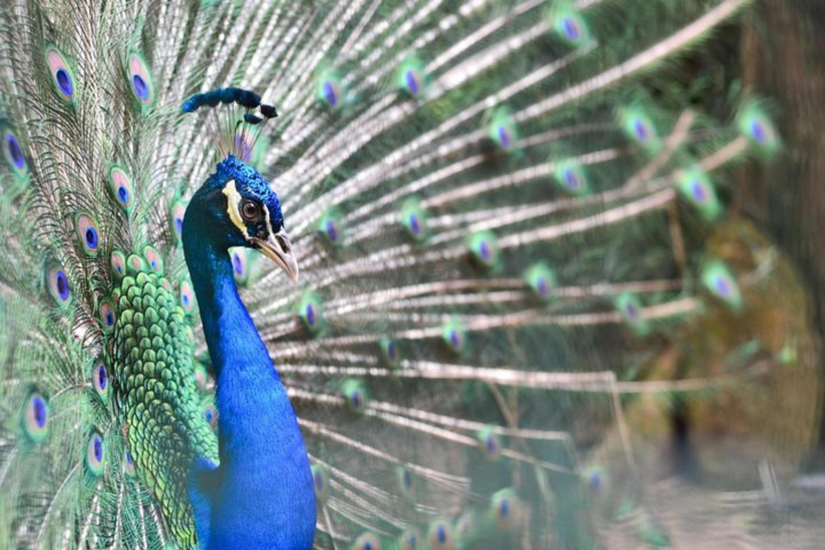 Attraction picture 1