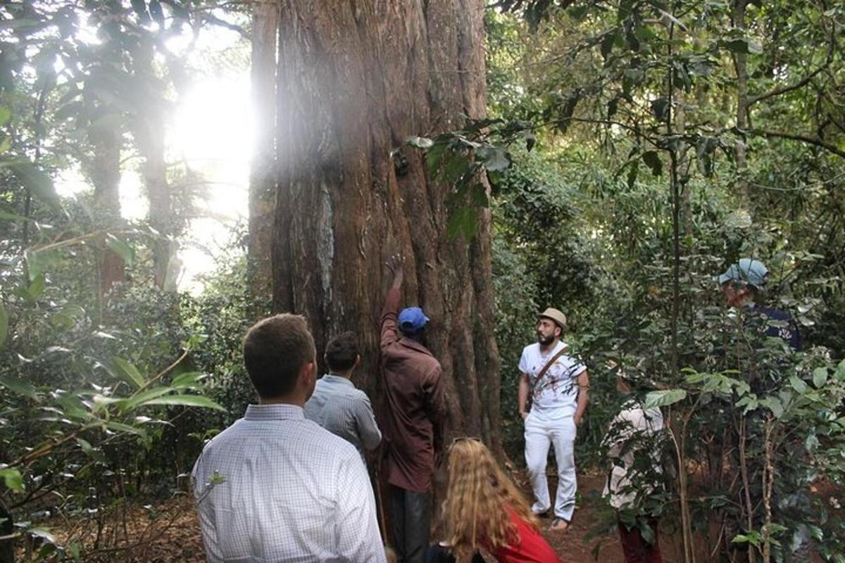 um grupo de pessoas em pé ao redor de uma árvore gigante