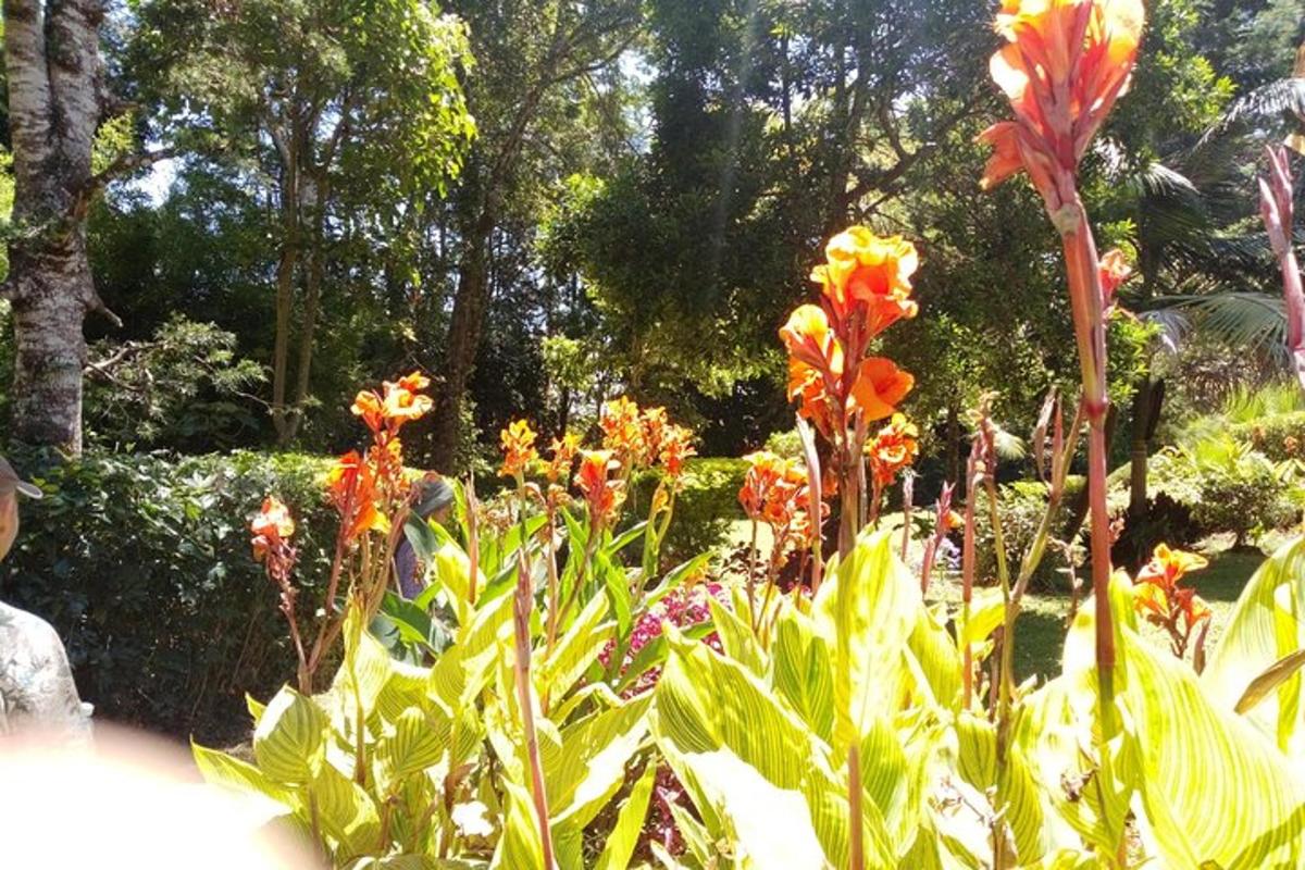 um jardim com flores coloridas em um parque