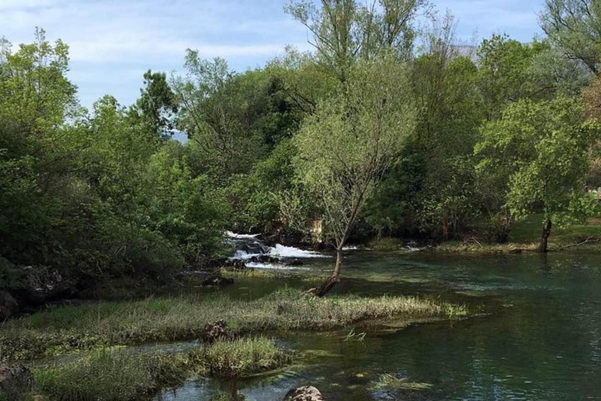 un fiume con alberi ed erba nell'acqua