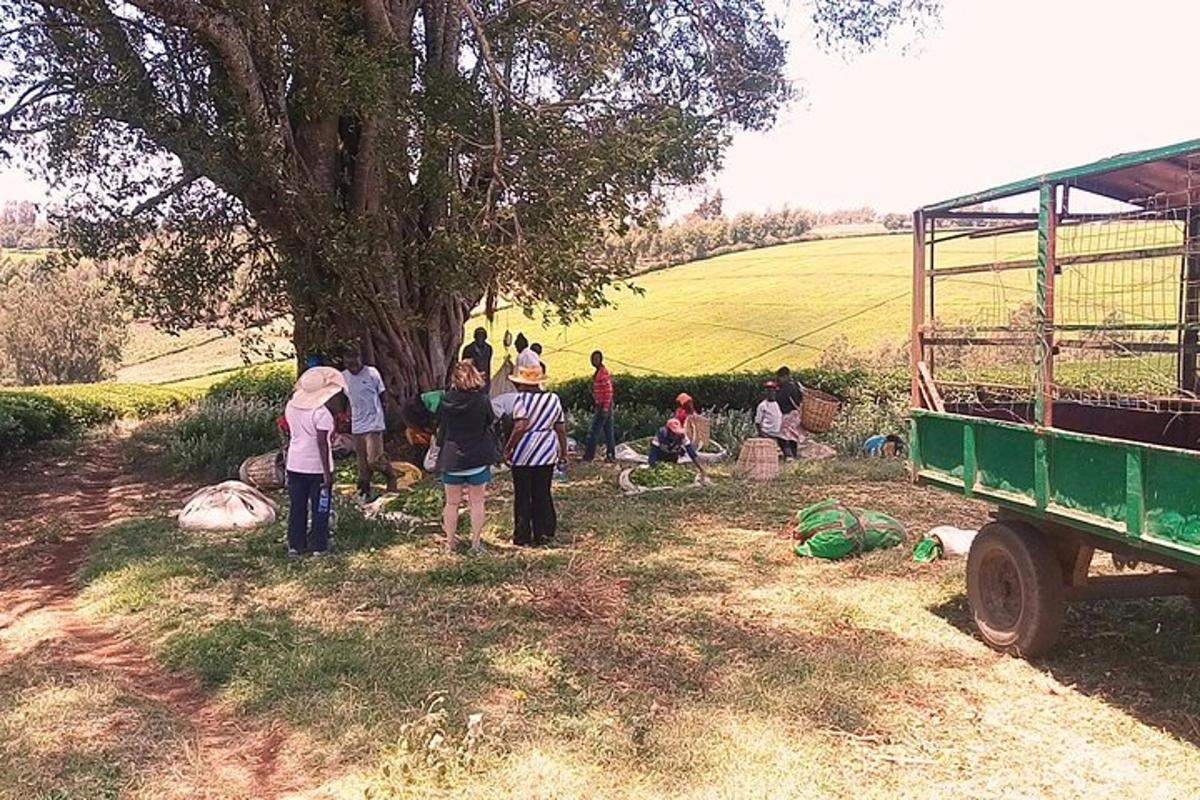 isang grupo ng mga tao na nakatayo sa paligid ng isang puno