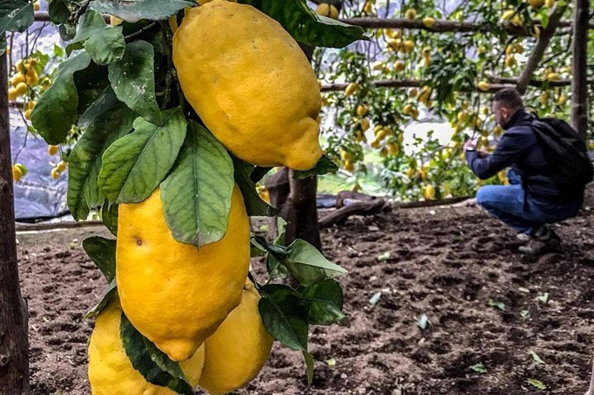 seorang pria mengambil gambar pohon lemon